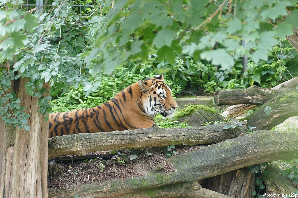 Amurtiger (Sibirischer Tiger, Mandschu-Tiger) SERGAN