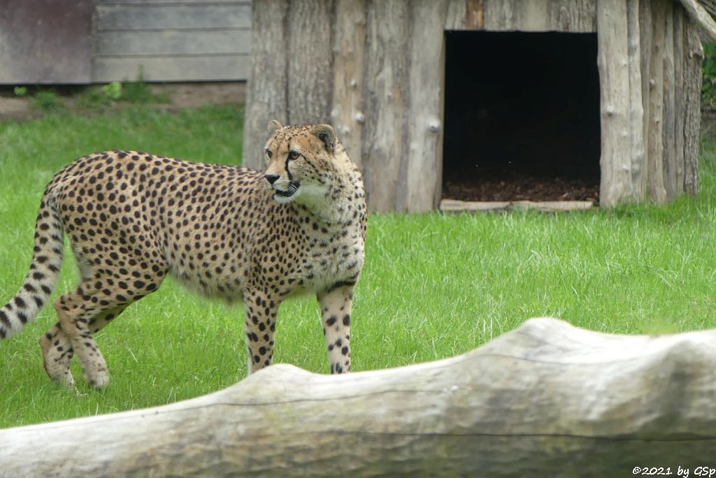 Südafrikanischer Gepard