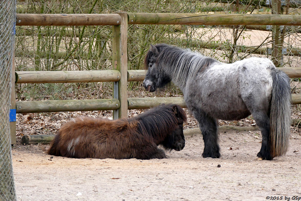 Shetlandpony