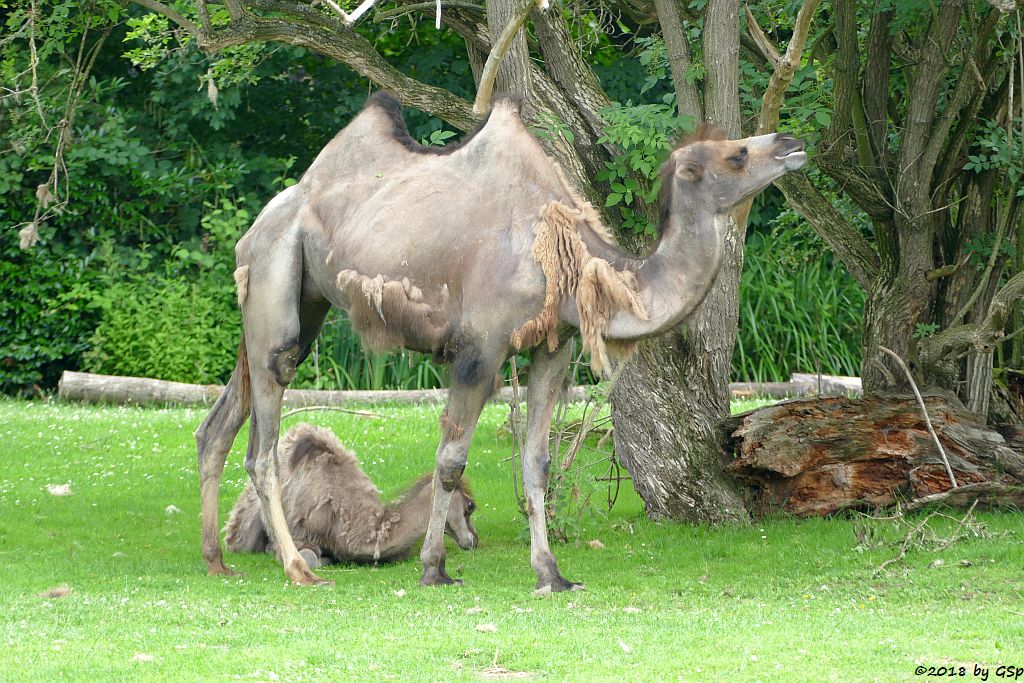 Trampeltier (Zweihöckriges Kamel), Jungtier geb. am 10.4.18 (10 Wochen)