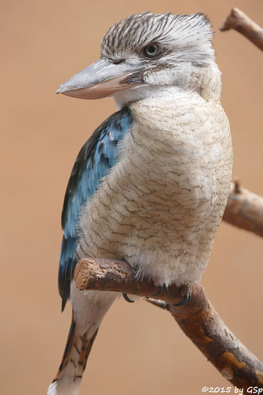 Blauflügeljägerliest (Blauflügel-Kookaburra)