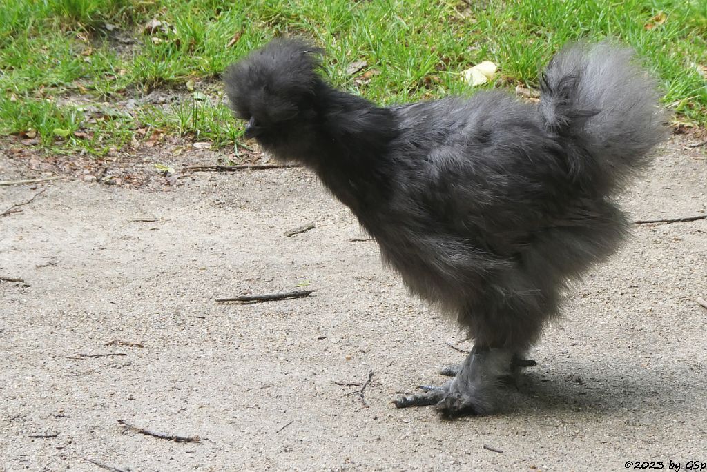 Chinsesisches Wollhuhn