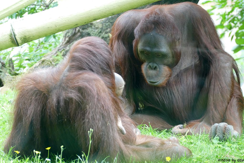 Borneo-Orang-Utan