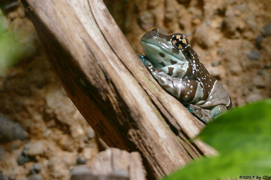 Baumhöhlen-Krötenlaubfrosch (Bunter Hölenlaubfrosch)