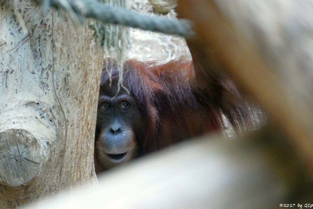 Sumatra-Orang-Utan INDAH