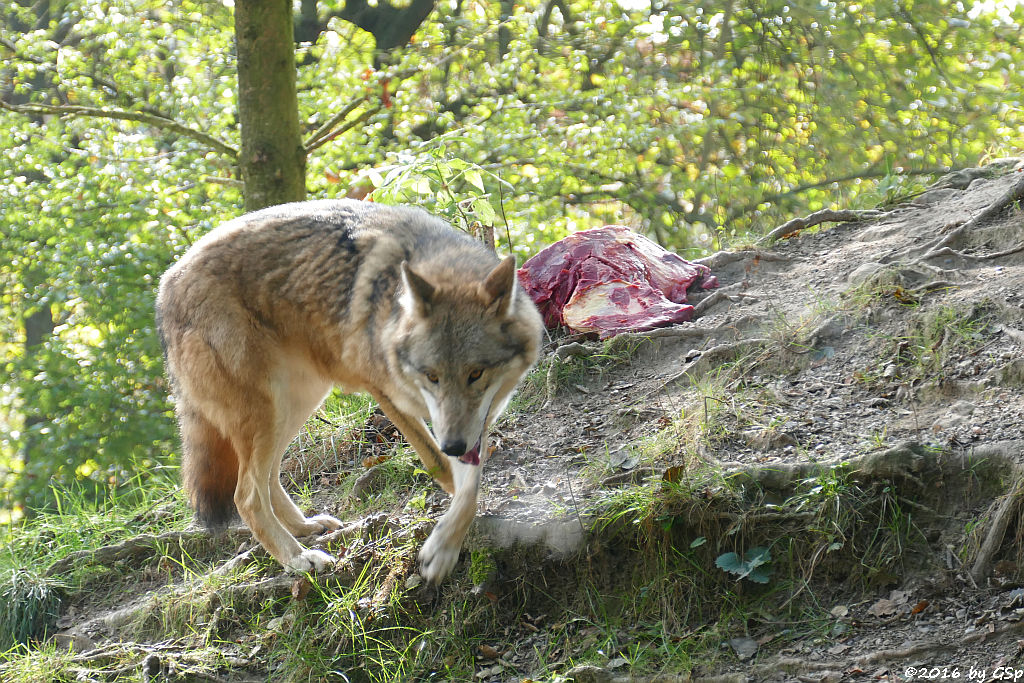 Mongolischer Wolf (Tibetischer Wolf)