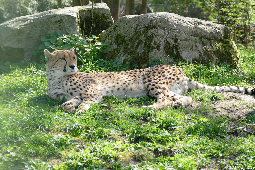 Südafrikianischer Gepard