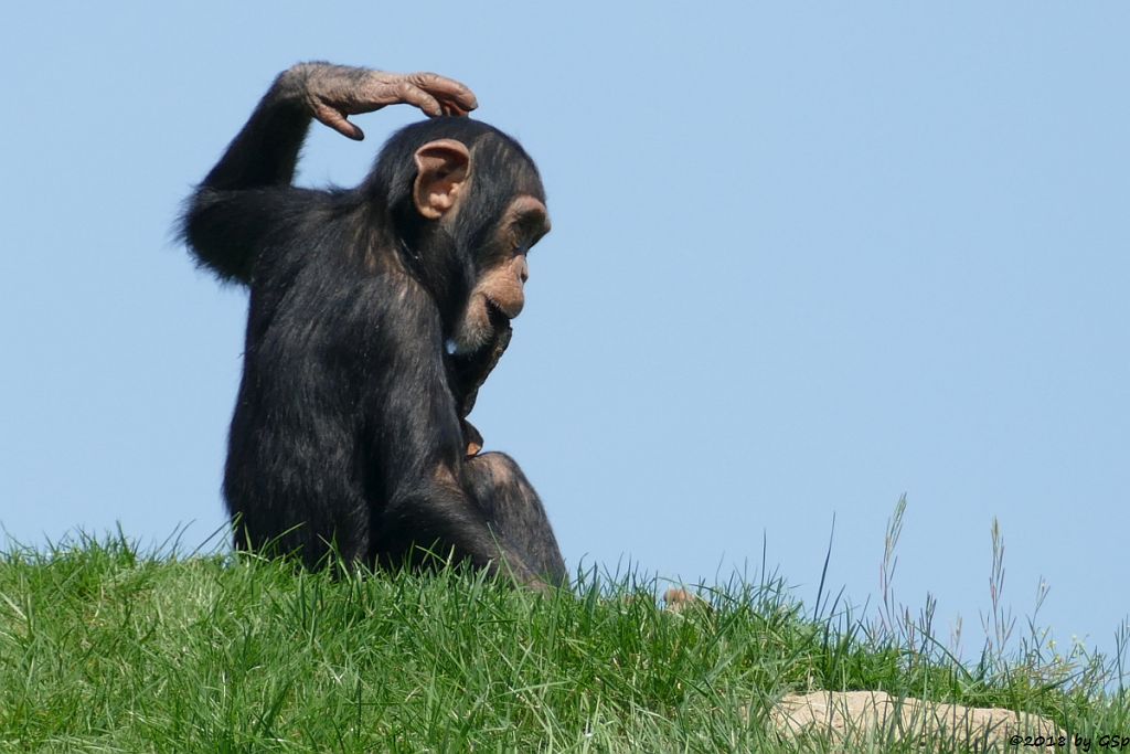 Westafrikanischer Schimpanse