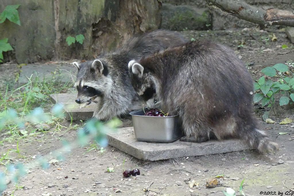 Nordamerikanischer Waschbär