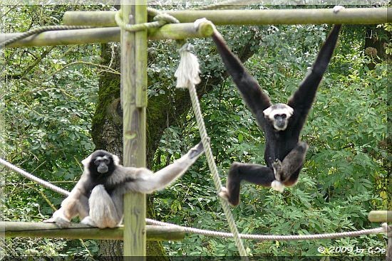 Gibbon-Mischling