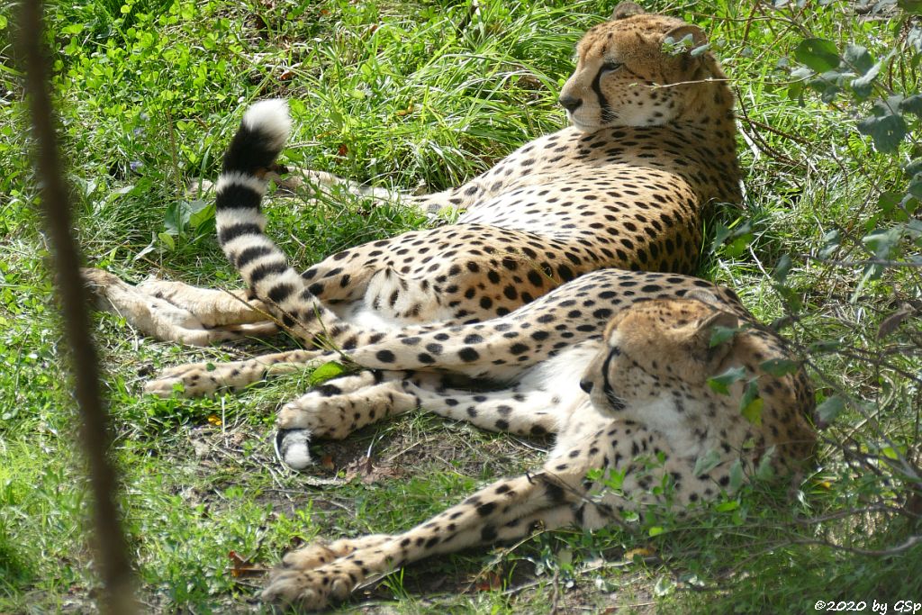 Südafrikanischer Gepard