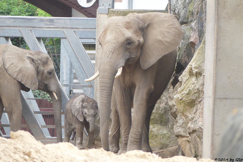 Elefanten Zoo Halle: TAMIKA, SIMON, TANA