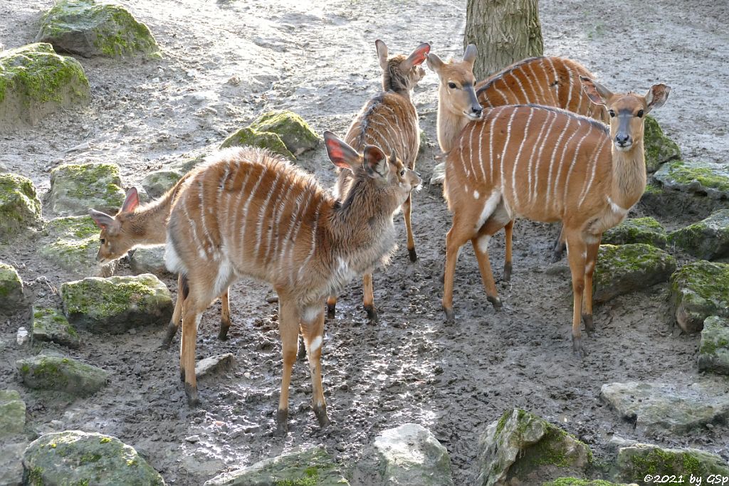 Nyala (Tieflandnyala, Flachlandnyala)