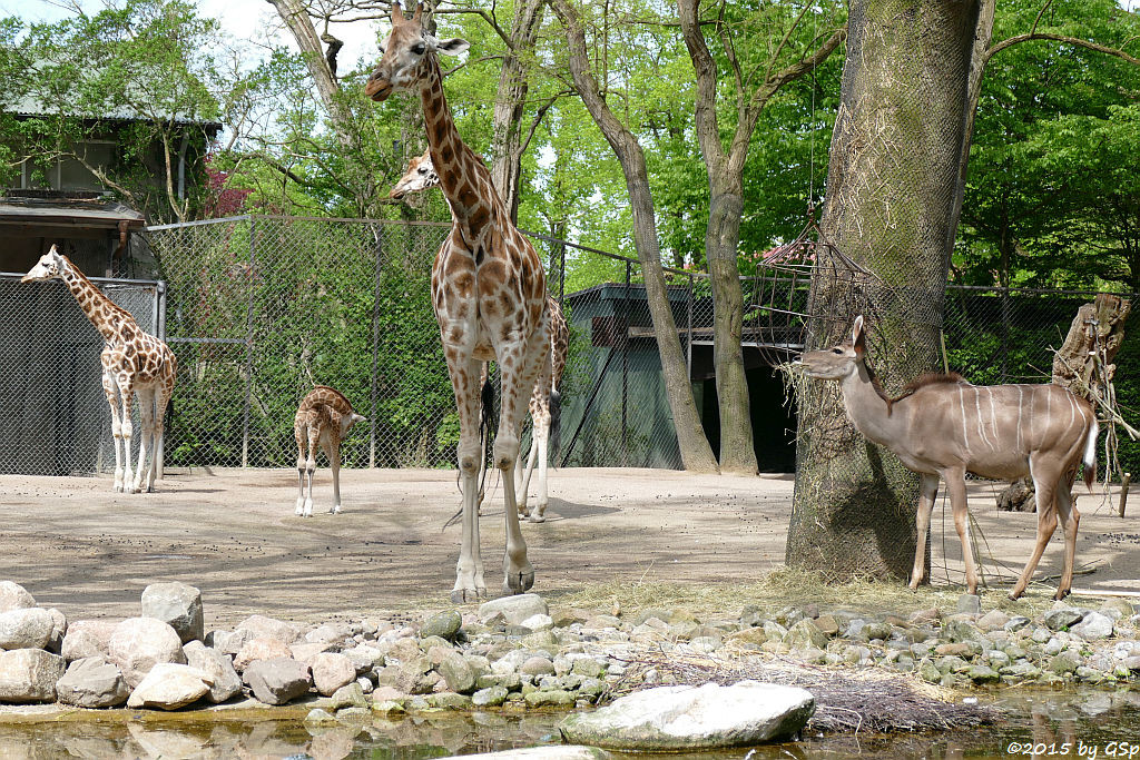 Rothschildgiraffe (NAKURU geb. am 10.04.15) , Großer Kudu