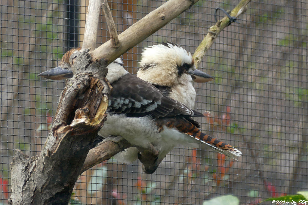 Jägerliest (Lachender Hans, Kookaburra)