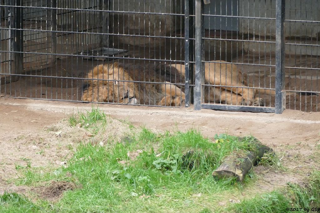 Asiatischer Löwe TEJAS