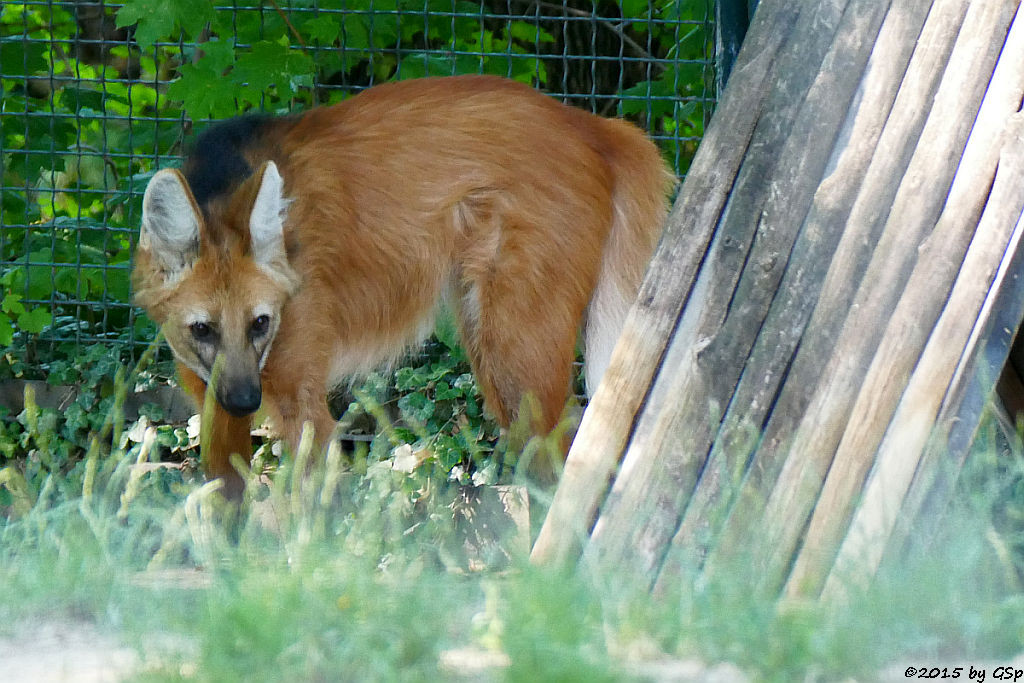 Mähnenwolf