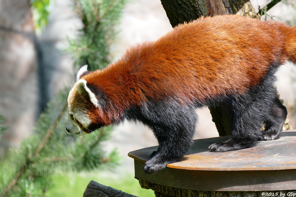 Kleiner Panda