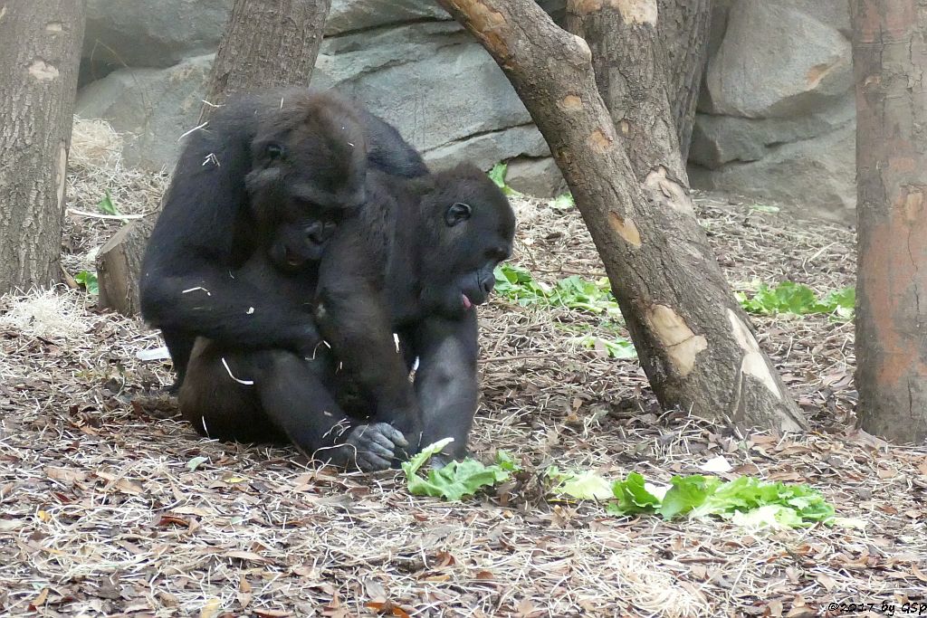 Flachlandgorilla QUEMBO und SAWA