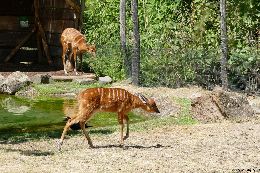 Westliche Sitatunga, Jungtier geb. 16.05.19