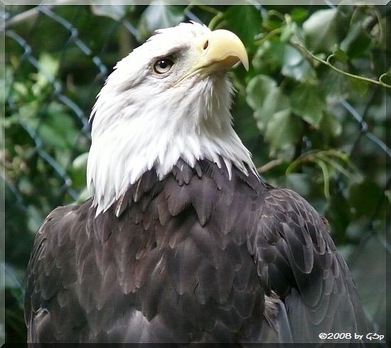 Weißkopf-Seeadler