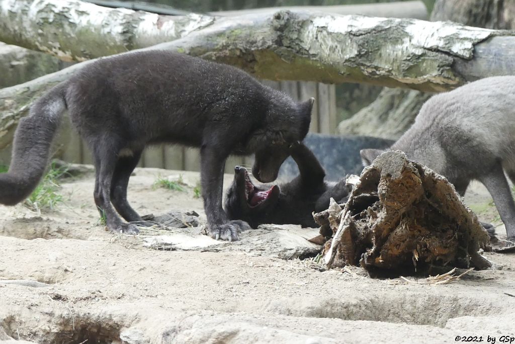 Polarfuchs (Eisfuchs, Blaufuchs)