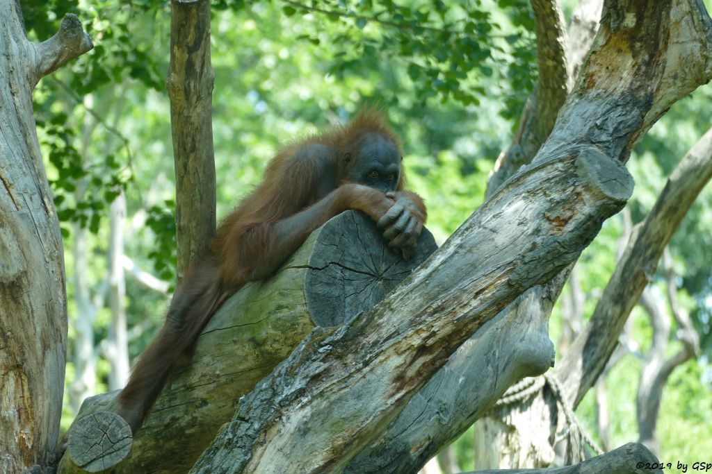 Sumatra-Orang-Utan