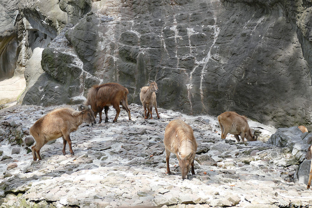 Himalaya-Tahr