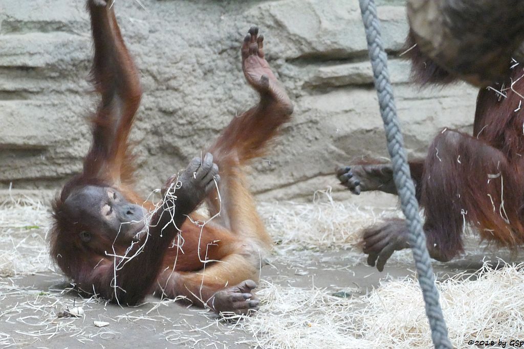 Sumatra-Orang-Utan SAYANG, INDAH