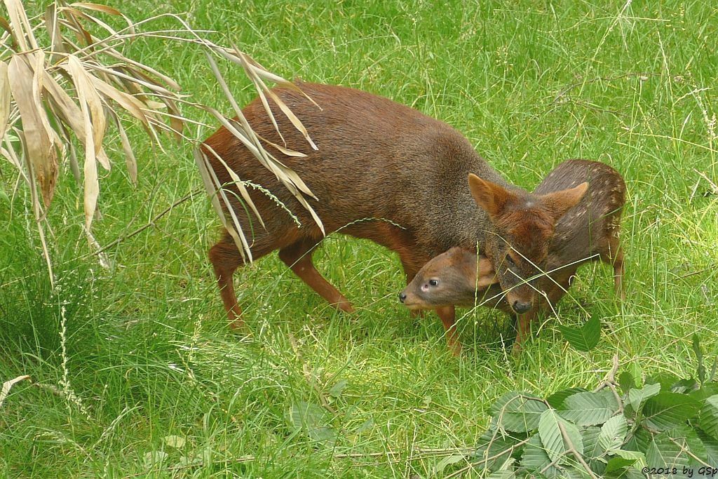 Südlicher Pudu (Südpudu), Jungtier geb. am 9.5.18 (10 Wochen)