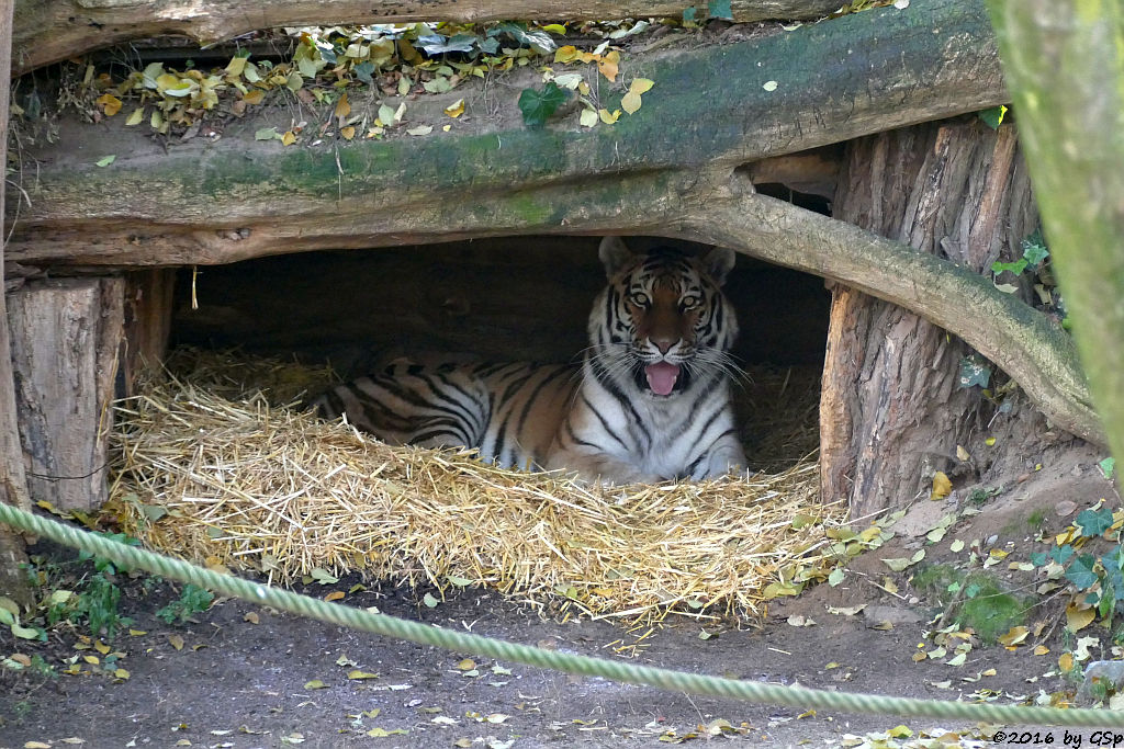 Sibirische Tigerin HANYA