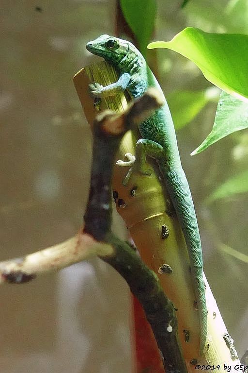 Nachzucht Türkisblauer Zwerggecko (Türkiszwerggecko, Himmelblauer Zwergtaggecko)