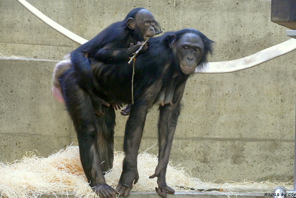 Bonobo (Zwergschimpanse)