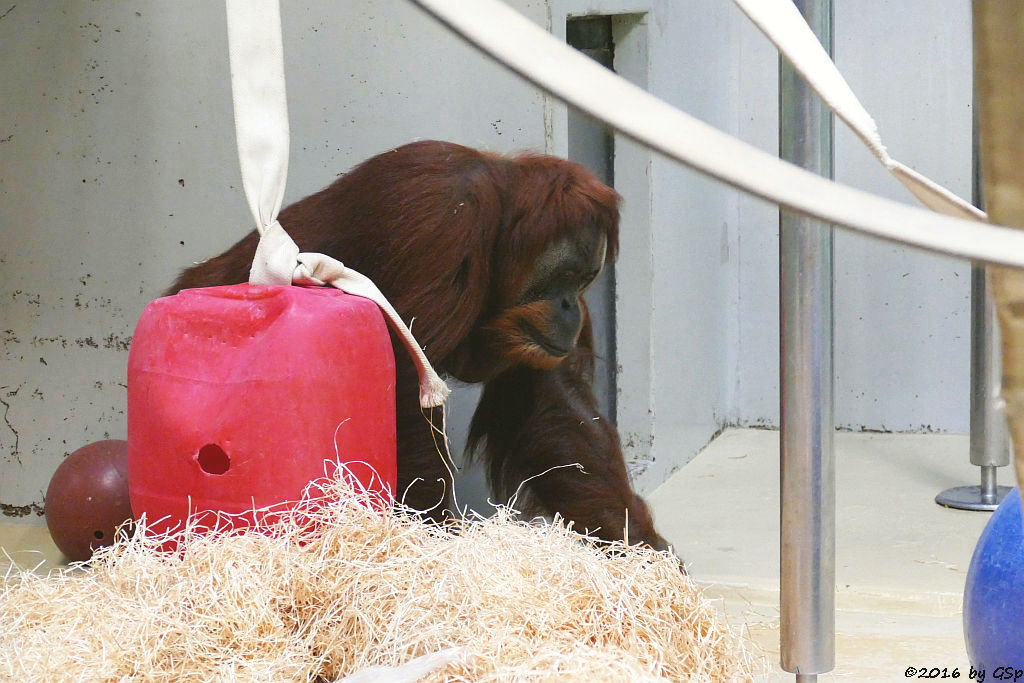 Sumatra-Orang-Utan