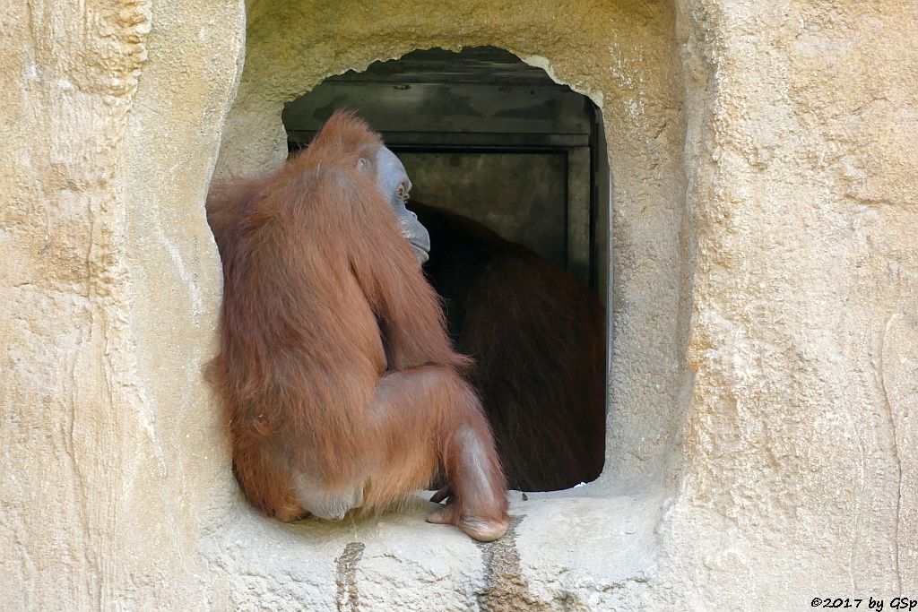 Sumatra-Orang-Utan