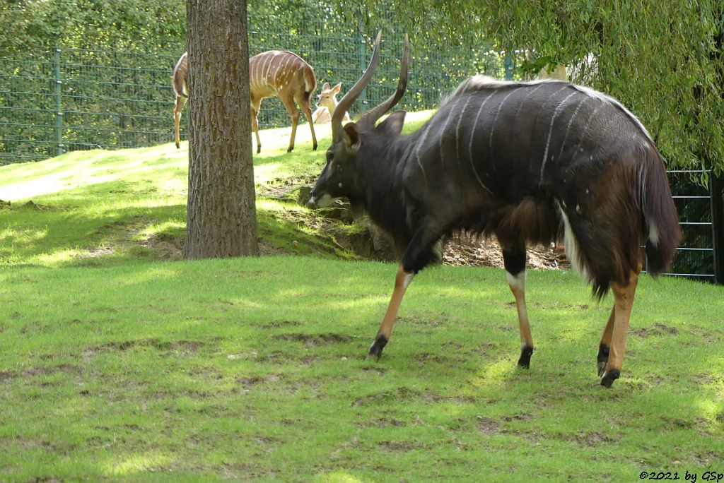 Nyala (Tieflandnyala, Flachlandnyala)