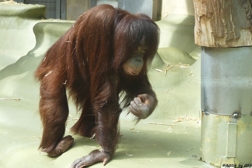 Borneo-Orang-Utan