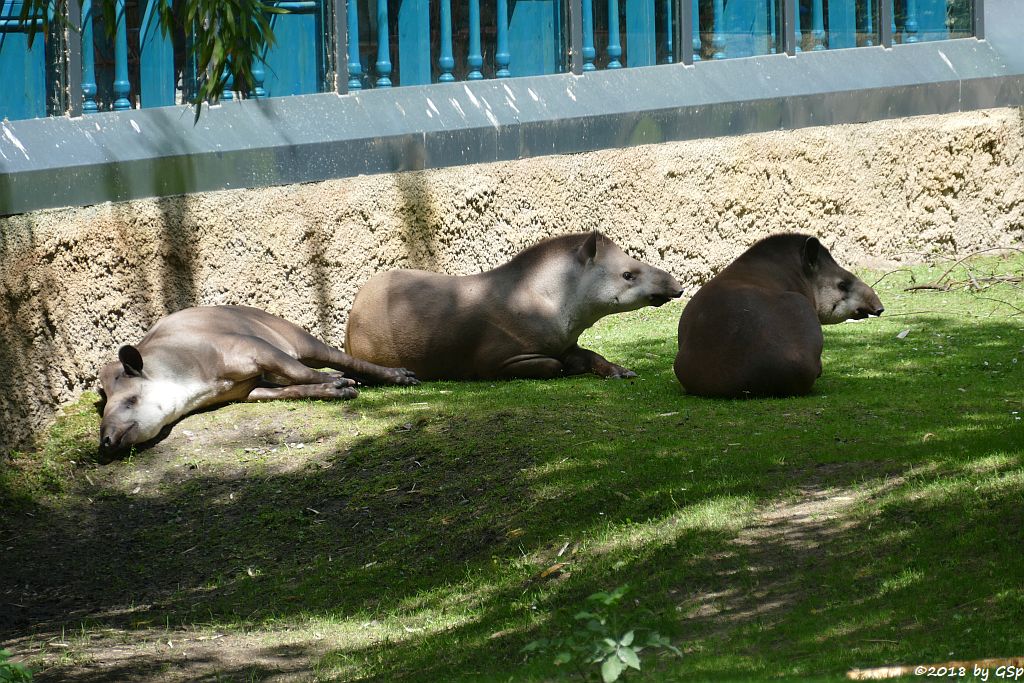 Flachlandtapir