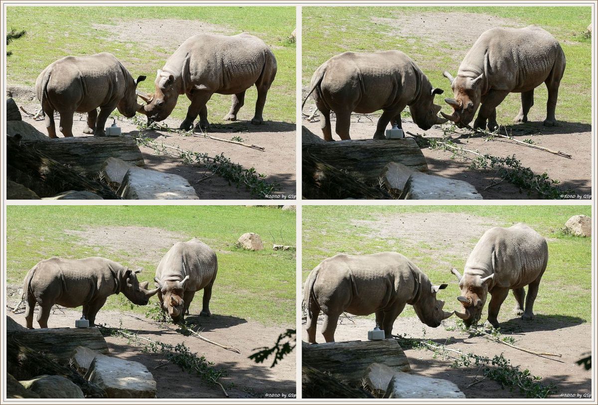 Ostafrikanisches Spitzmaulnashorn (Östliches Spitzmaulnashorn)