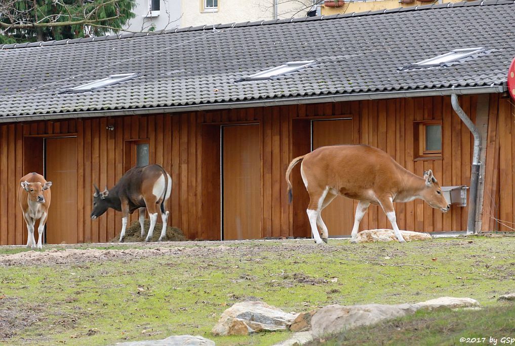 Java-Banteng