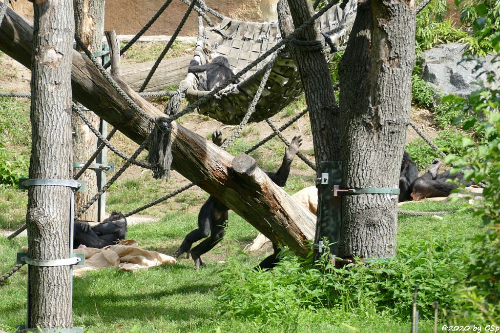 Bonobo (Zwergschimpanse)