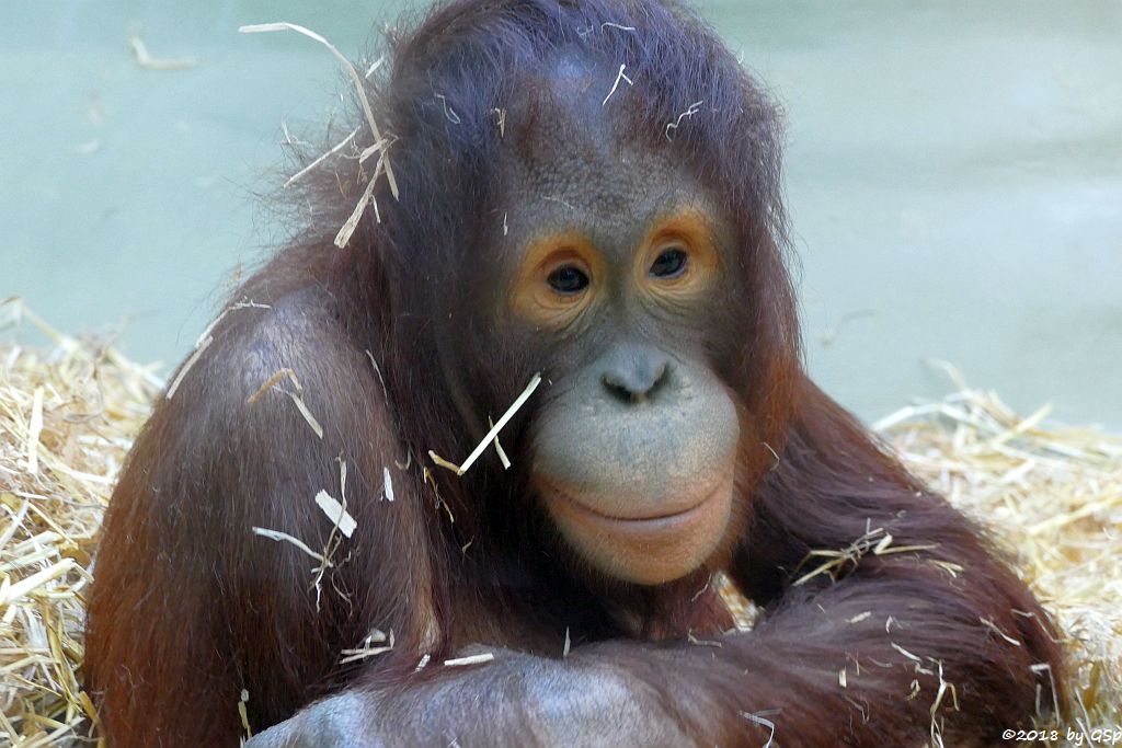 Borneo-Orang-Utan