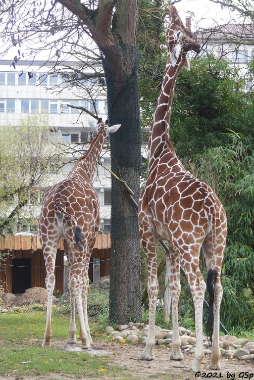 Netzgiraffe