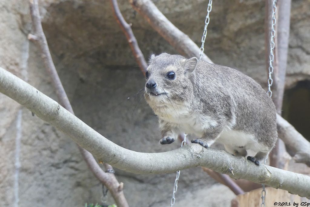 Buschschliefer (Steppenschliefer, Grauer Buschschliefer)