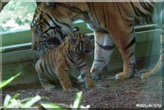 Sumatra-Tigerin MALEA mit ihrem Sohn ASIM, am 07.07.11