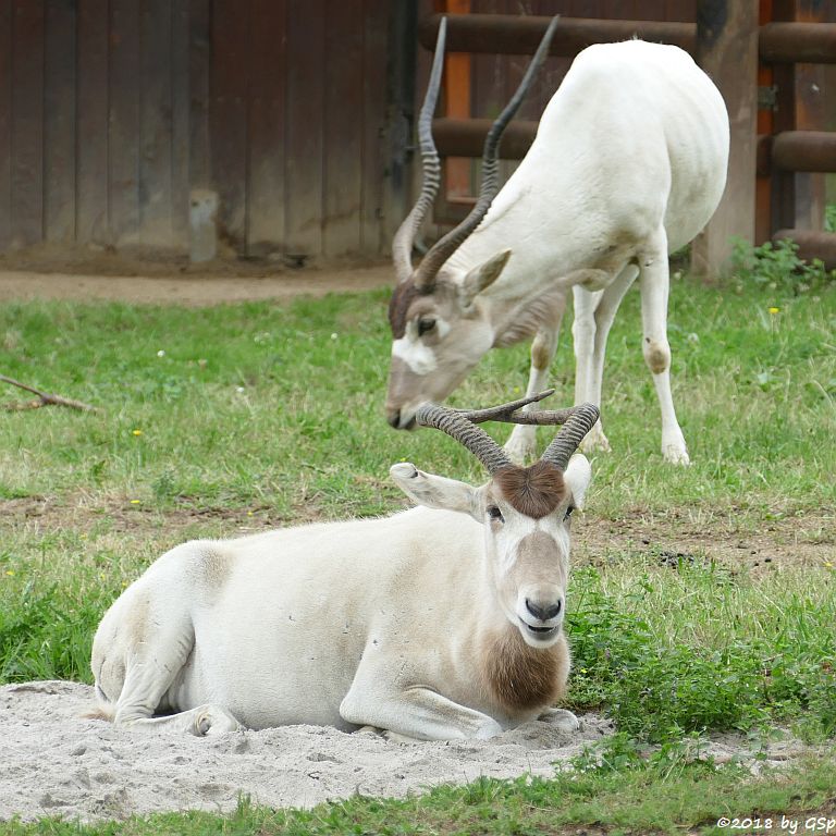 Mendesantilope (Addax)