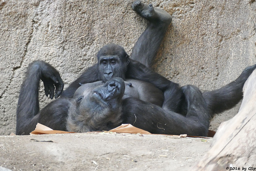 Flachlandgorilla