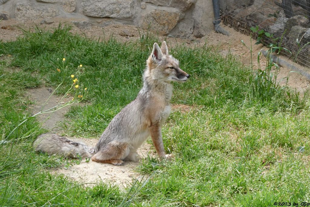 Korsak (Steppenfuchs)