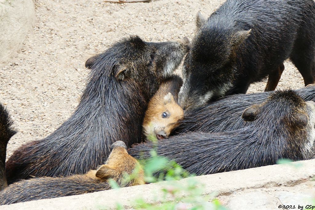 Südliches Weißbartpekari (Südliches Bisamschwein)