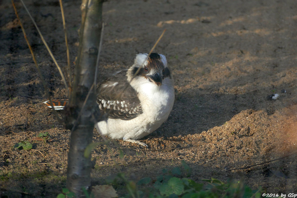 Jägerliest (Lachender Hans, Kookaburra)